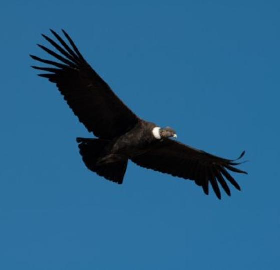 Birding Chile